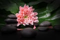Spa massage stones with pink flower on green leaf. beauty treatment concept