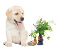 Spa objects and labrador Royalty Free Stock Photo