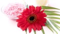 Spa product with Gerbera flowers on white background Royalty Free Stock Photo