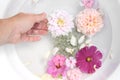 Spa, regeneration concept. Closeup of woman hand. Pink phlox, roses, dahlia and cosmos flowers floating in white bowl of