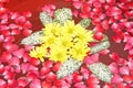 Spa Relaxation Flowers Aroma Therapy