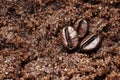 Spa scrub coffee and chocolate texture closeup