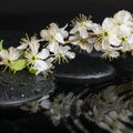 Spa set of zen stones, blooming fresh twig of plum with ripple
