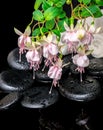 Spa setting of branch pink fuchsia flower, towels and zen basalt