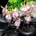 Spa setting of branch pink fuchsia flower, towels and zen basalt