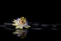 spa setting of passiflora flower on zen stones with reflection