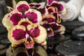 Spa setting of purple and yellow bandlet orchid Royalty Free Stock Photo