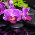 Spa setting of stripped lilac orchid (phalaenopsis) Royalty Free Stock Photo