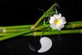 spa setting of white frangipani flower, symbol Yin Yang and natural bamboo with leaves on zen basalt stones with drops, closeup Royalty Free Stock Photo