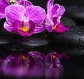 Spa still life of beautiful branches stripped lilac orchid Royalty Free Stock Photo