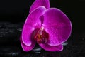 Spa still life with beautiful deep purple flower orchid Royalty Free Stock Photo