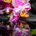 Spa still life of beautiful lace lilac orchid (phalaenopsis), gr Royalty Free Stock Photo