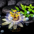 spa still life of passiflora flower, branch fern, zen basalt stones with drops and pearl beads in reflection water, closeup Royalty Free Stock Photo