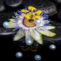 Spa still life of passiflora flower on zen basalt stones with dr Royalty Free Stock Photo
