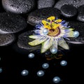 Spa still life of passiflora flower on zen basalt stones with dr Royalty Free Stock Photo