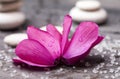 Spa still life with pink orchid and white zen stone Royalty Free Stock Photo