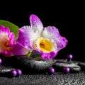 spa still life of purple orchid dendrobium, green leaf Calla lily with dew and pearl beads on black zen stones, closeup Royalty Free Stock Photo