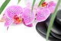 Spa still life with stripped orchid, black stones Royalty Free Stock Photo