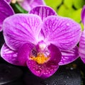 Spa still life of stripped violet orchid (phalaenopsis), green b Royalty Free Stock Photo
