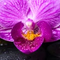 Spa still life of stripped violet orchid (phalaenopsis), Royalty Free Stock Photo