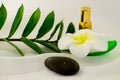 Spa still life on white background, relaxation and spa concept. Green leaves and black wet stones. Royalty Free Stock Photo