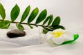 Spa still life on white background, relaxation and spa concept. Green leaves and black wet stones. Royalty Free Stock Photo