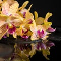 spa still life of zen stones and blooming twig of stripped orange orchid