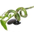 Spa stones and beautiful green bamboo isolated on white Royalty Free Stock Photo