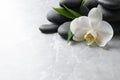 Spa stones, beautiful orchid flower and bamboo sprout on light grey table. Space for text Royalty Free Stock Photo