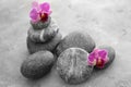 Spa stones and beautiful orchid flowers on grey table Royalty Free Stock Photo