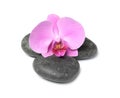 Spa stones with orchid flower Royalty Free Stock Photo