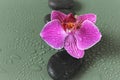 Spa Stones and Orchid Flower.Zen Stones. Massage Stone.Beauty and harmony. stones and pink orchid flower in water drops Royalty Free Stock Photo