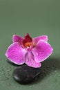 Spa Stones and Orchid Flower.Zen Stones. Massage Stone. stones and pink orchid flower in water drops on green background Royalty Free Stock Photo