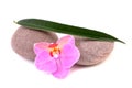 Spa stones and pink orchid. Royalty Free Stock Photo