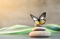 Spa stones with palm leaf and butterfly on grey background. Royalty Free Stock Photo