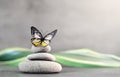 Spa stones with palm leaf and butterfly on grey background. Royalty Free Stock Photo