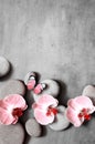 Spa stones and pink orchid on grey background and butterfly. Royalty Free Stock Photo