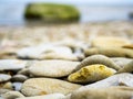 Spa stones, sea beach Royalty Free Stock Photo