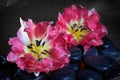 Spa stones and tulip flowers with reflection