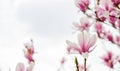 Spa time. magnolia blooming tree., natural floral background. beautiful spring flowers. pink magnolia tree flower. new Royalty Free Stock Photo