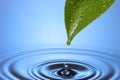 Spa Water Drop Leaf Ripples