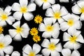 Spa , wellness & aromatherapy concept,beautiful flowers in the