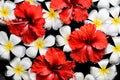 Spa , wellness & aromatherapy concept,beautiful flowers in the