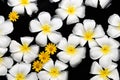 Spa , wellness & aromatherapy concept,beautiful flowers