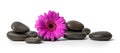 Spa and wellness - black massage stones with purple flower isolated on white background