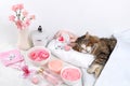 Spa and wellness composition with aromatic rose water, salt, archidea flowers and a sleeping cat on a towel, aromatherapy and skin