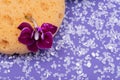 Spa Wellness Concept. Natural Foam Bath & Shower Sea Sponge, Orchid Flower and Lavender Epsom Salt on bright purple Royalty Free Stock Photo