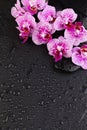 Spa, wellness and massage composition background border. Orchid flowers with black zen stones Royalty Free Stock Photo