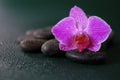 Spa and wellness . Orchid flower and massage stones in water drops on a green background.Beautiful nature wallpaper. Royalty Free Stock Photo