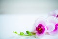 Spa and wellness scene. Orchid flower on the wooden pastel background Royalty Free Stock Photo